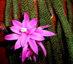 rattail cactus